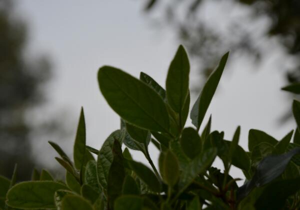 gardening equipment for hire in Geelong